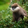 Hulman rudolici - Semnopithecus vetulus - Purple-faced Leaf Monkey o6860